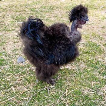 Rescue Chicken Chickens for Adoption in Nampa, Idaho - Twinkle Toes McGee | PetCurious