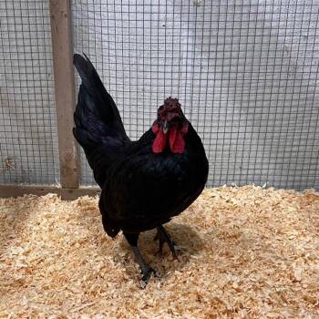 Rescue Chicken Chickens for Adoption in Methuen, Massachusetts - WESLEY | PetCurious