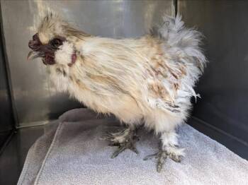 Rescue Chicken Chickens for Adoption in Santa Cruz, California - NANTA* | PetCurious