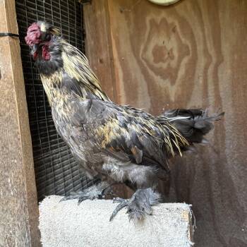 Rescue Chicken Chickens for Adoption in Ravenna, Ohio - Rootbeer | PetCurious