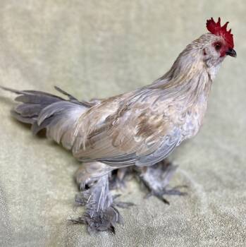 Rescue Chicken Chickens for Adoption in Salinas, California - Creme | PetCurious