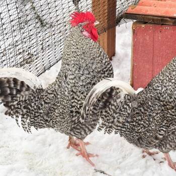 Rescue Chicken Chickens for Adoption in Nampa, Idaho - Zoltan | PetCurious