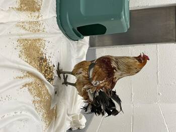 Rescue Chicken Chickens for Adoption in Westfield, Massachusetts - Albert | PetCurious