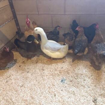 Rescue Chicken Chickens for Adoption - Eleanor | PetCurious