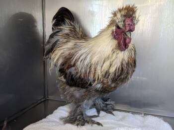 Rescue Chicken Chickens for Adoption in Santa Cruz, California - CHEWBACA | PetCurious