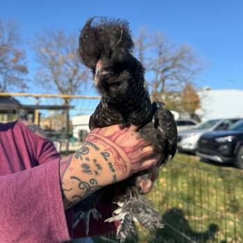 Rescue Chicken Chickens for Adoption in Madison, Wisconsin - Brock | PetCurious