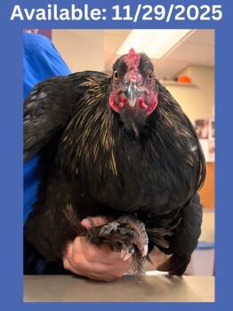 Rescue Chicken Chickens for Adoption in Greenville, Texas - Corral #1 | PetCurious