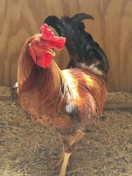 Rescue Chicken Chickens for Adoption in Houston, Texas - Agent Tenders | PetCurious