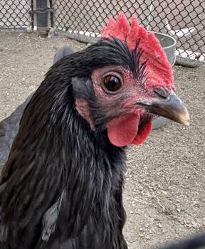 Rescue Chicken Chickens for Adoption in Golden, Colorado - Henrietta | PetCurious