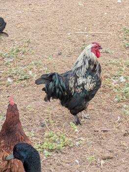 Rescue Chicken Chickens for Adoption in Eagle Mountain, Utah - Shrimp | PetCurious