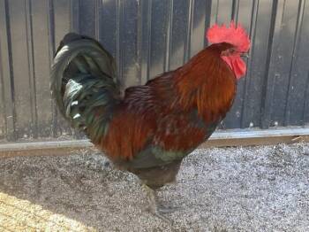 Rescue Chicken Chickens for Adoption in Tustin, California - MINOTAUR | PetCurious