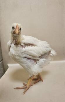 Rescue Chicken Chickens for Adoption in Westland, Michigan - Sunny | PetCurious