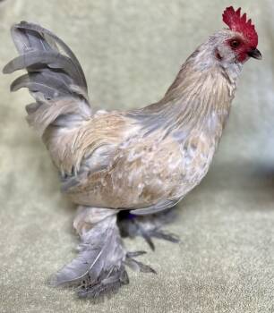 Rescue Chicken Chickens for Adoption in Salinas, California - Vanille | PetCurious