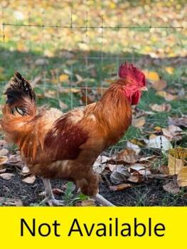 Rescue Chicken Chickens for Adoption in Eugene, Oregon - Bert | PetCurious