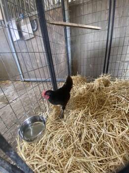 Rescue Chicken Chickens for Adoption in Santa Cruz, California - KING | PetCurious