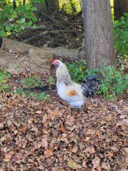 Rescue Chicken Chickens for Adoption in Westfield, Massachusetts - Sherman | PetCurious