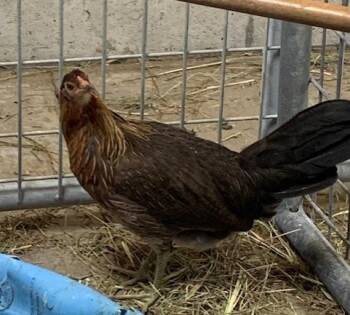 Rescue Chicken Chickens for Adoption in Union, Missouri - HENNIFER LOPEZ | PetCurious