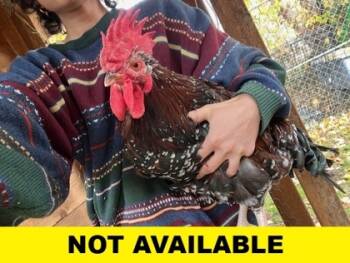 Rescue Chicken Chickens for Adoption in Eugene, Oregon - Tiberius | PetCurious