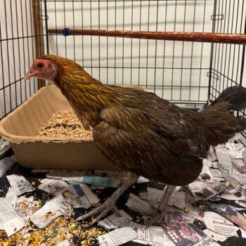 Rescue Chicken Chickens for Adoption in Richmond, California - CHICKY | PetCurious