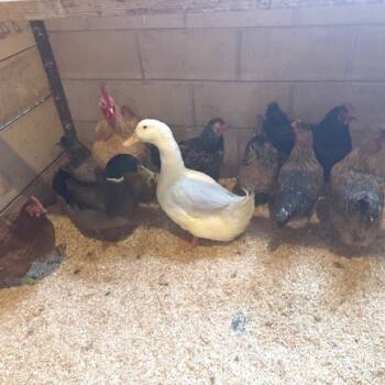 Rescue Chicken Chickens for Adoption - Mabel | PetCurious