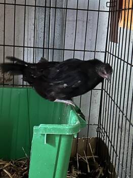Rescue Chicken Chickens for Adoption in Sacramento, California - A901878 | PetCurious