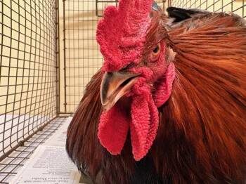 Rescue Chicken Chickens for Adoption in Tustin, California - DR PECKER | PetCurious