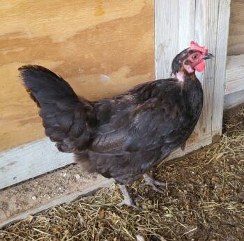 Rescue Chicken Chickens for Adoption in Houston, Texas - Dolores | PetCurious