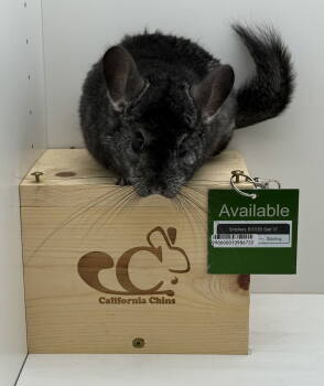 Rescue Chinchilla Chinchillas for Adoption in Sunnyvale, California - Snickers | PetCurious