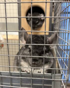 Rescue Chinchilla Chinchillas for Adoption in Wolcott, Indiana - Rathos | PetCurious