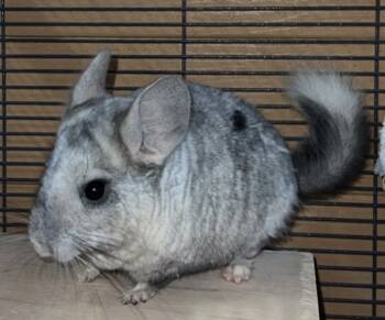 Rescue Chinchilla Chinchillas for Adoption in Salinas, California - Chalupa | PetCurious