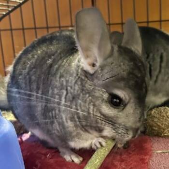 Rescue Chinchilla Chinchillas for Adoption in Lansing, Michigan - Lucy | PetCurious