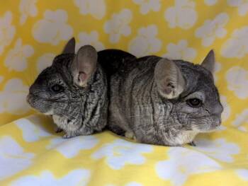 Rescue Chinchilla Chinchillas for Adoption in Montclair, California - Rocky & Rosie | PetCurious