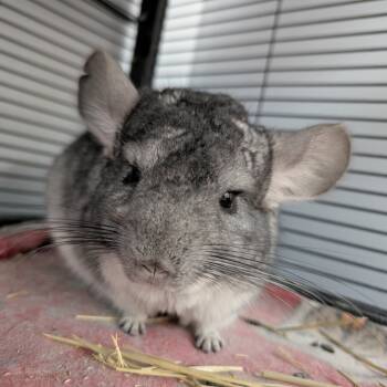 Rescue Chinchilla Chinchillas for Adoption in Watertown, New York - Ernie | PetCurious