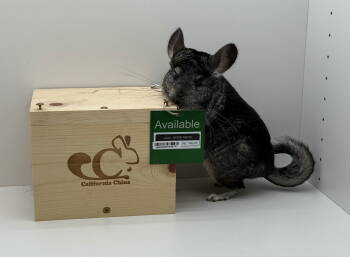 Rescue Chinchilla Chinchillas for Adoption in Sunnyvale, California - Lucia | PetCurious