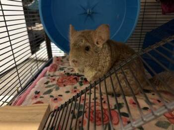 Rescue Chinchilla Chinchillas for Adoption in Annapolis, Maryland - Seraphina | PetCurious