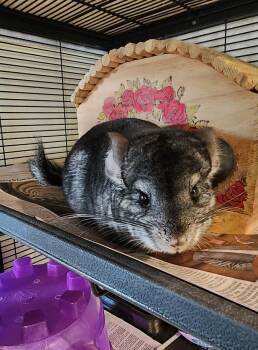 Rescue Chinchilla Chinchillas for Adoption in Bellingham, Washington - Jax | PetCurious