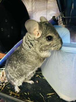Rescue Chinchilla Chinchillas for Adoption in Sauk Village, Illinois - Chili | PetCurious