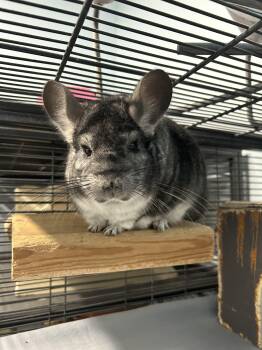 Rescue Chinchilla Chinchillas for Adoption in Edgewood, Maryland - Seymour | PetCurious