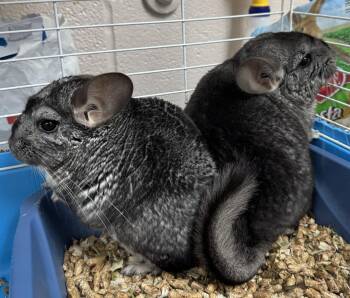 Rescue Chinchilla Chinchillas for Adoption in Edinburg, Pennsylvania - Iris And Myrtle: Video!! | PetCurious