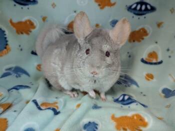 Rescue Chinchilla Chinchillas for Adoption in Montclair, California - Cheerio | PetCurious