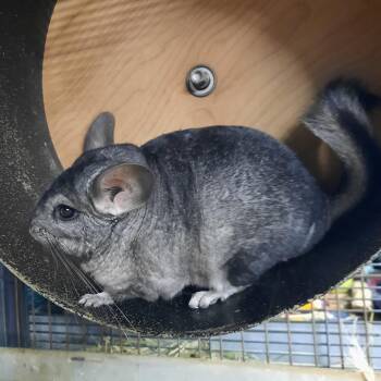 Rescue Chinchilla Chinchillas for Adoption in Montclair, California - Spice | PetCurious