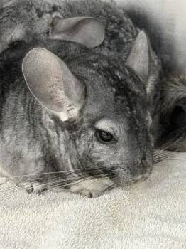 Rescue Chinchilla Chinchillas for Adoption - NIKO | PetCurious