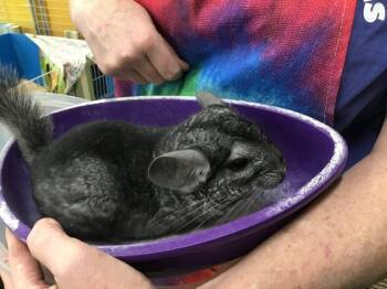 Rescue Chinchilla Chinchillas for Adoption in San Diego, California - Chonkchilla | PetCurious