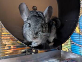 Rescue Chinchilla Chinchillas for Adoption in Montclair, California - Estrella | PetCurious