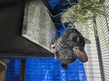 Rescue Chinchilla Chinchillas for Adoption in Idaho Falls, Idaho - Dash | PetCurious
