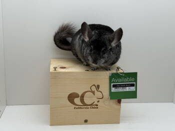 Rescue Chinchilla Chinchillas for Adoption in Sunnyvale, California - Sloth | PetCurious