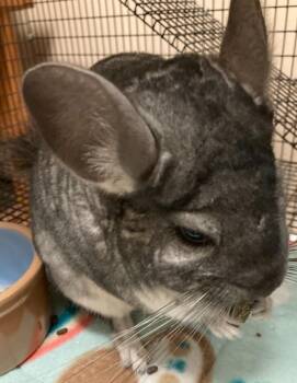 Rescue Chinchilla Chinchillas for Adoption in Atlantic Highlands, New Jersey - Chi Chi | PetCurious