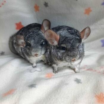 Rescue Chinchilla Chinchillas for Adoption in Montclair, California - Gilbert & Julius | PetCurious