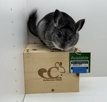 Rescue Chinchilla Chinchillas for Adoption in Sunnyvale, California - Milo | PetCurious