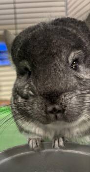 Rescue Chinchilla Chinchillas for Adoption in Paramus, New Jersey - Leo | PetCurious